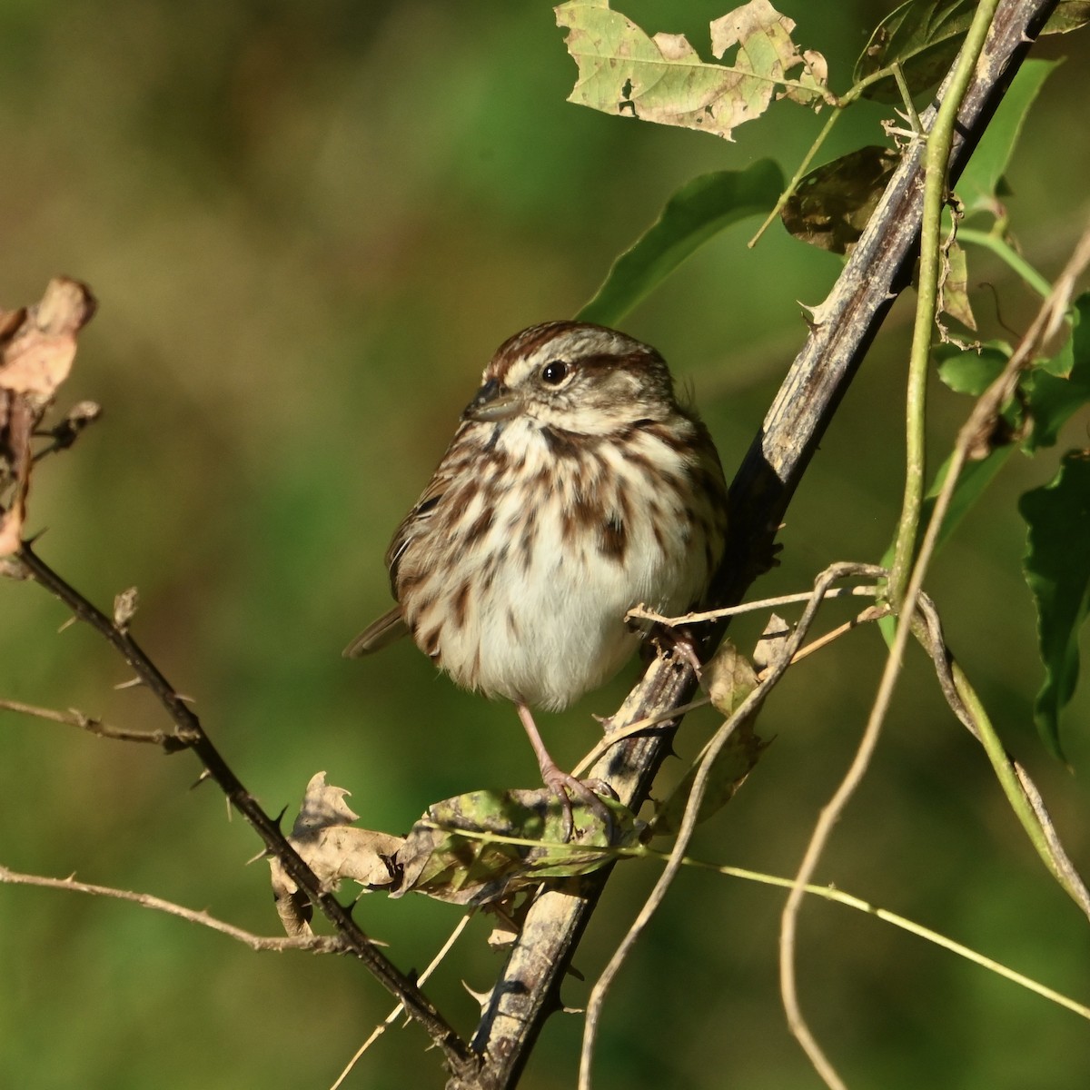 Song Sparrow - ML624899655