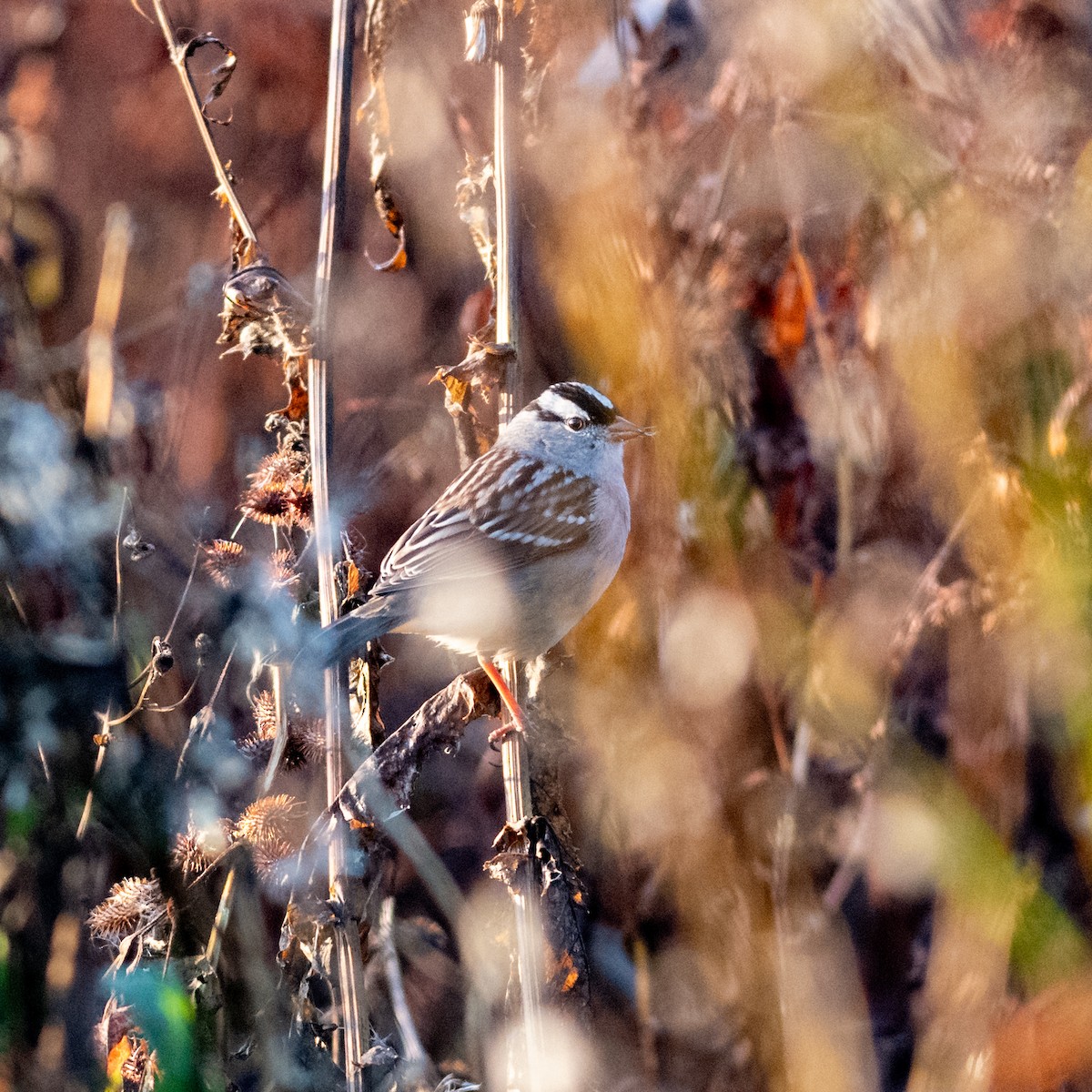 White-crowned Sparrow - ML624899732