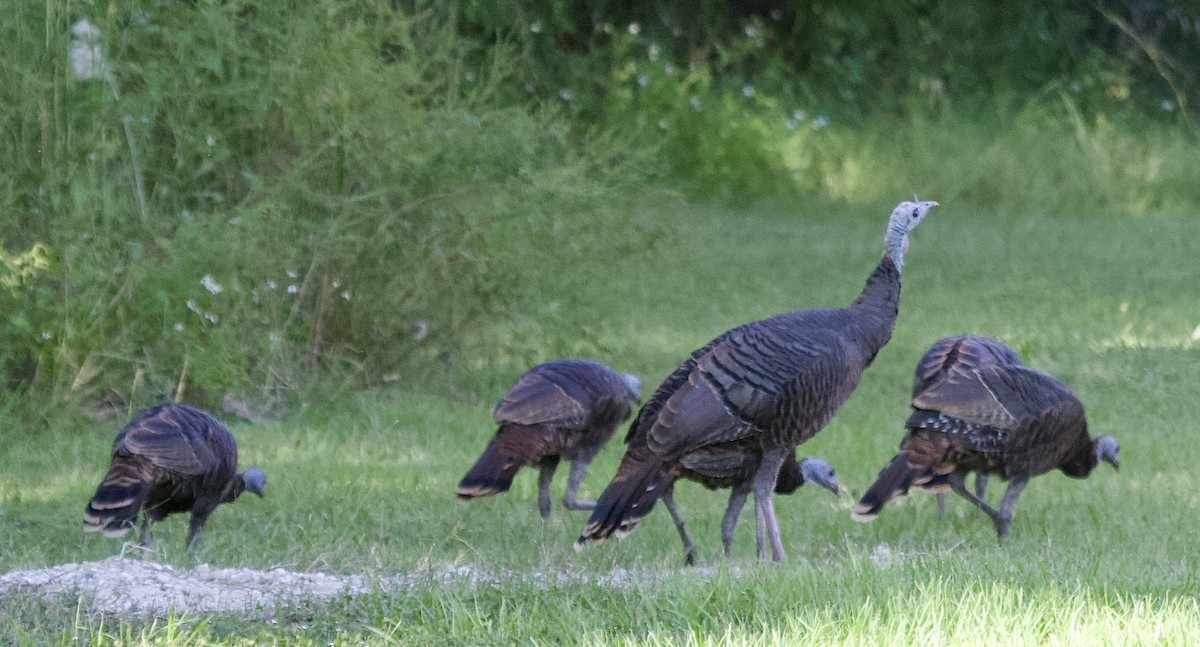 Wild Turkey - ML624899735