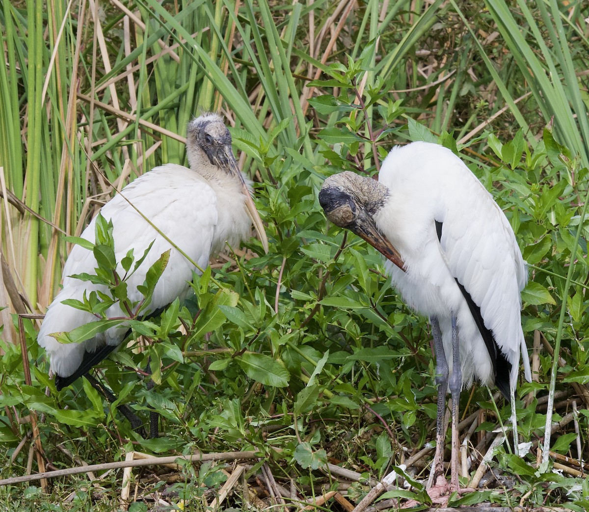 Wood Stork - ML624899754