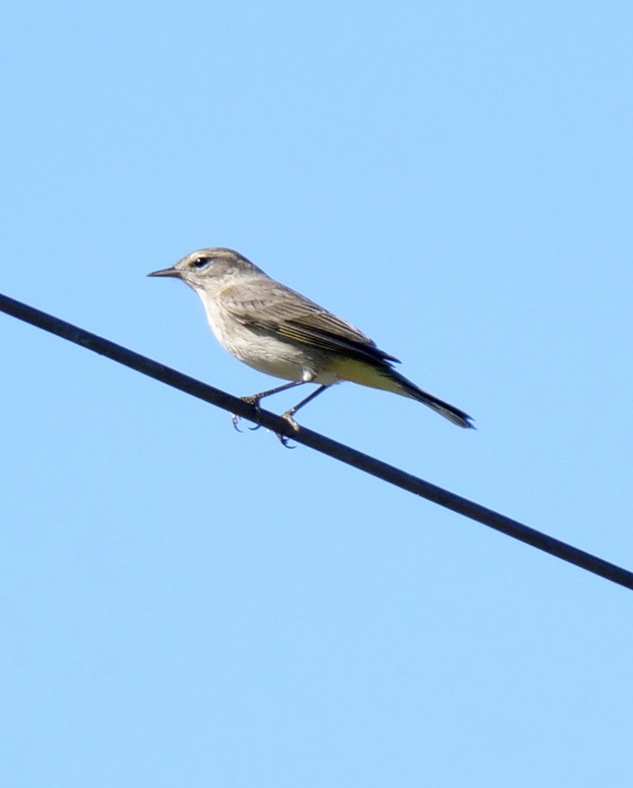 Palm Warbler - ML624899765