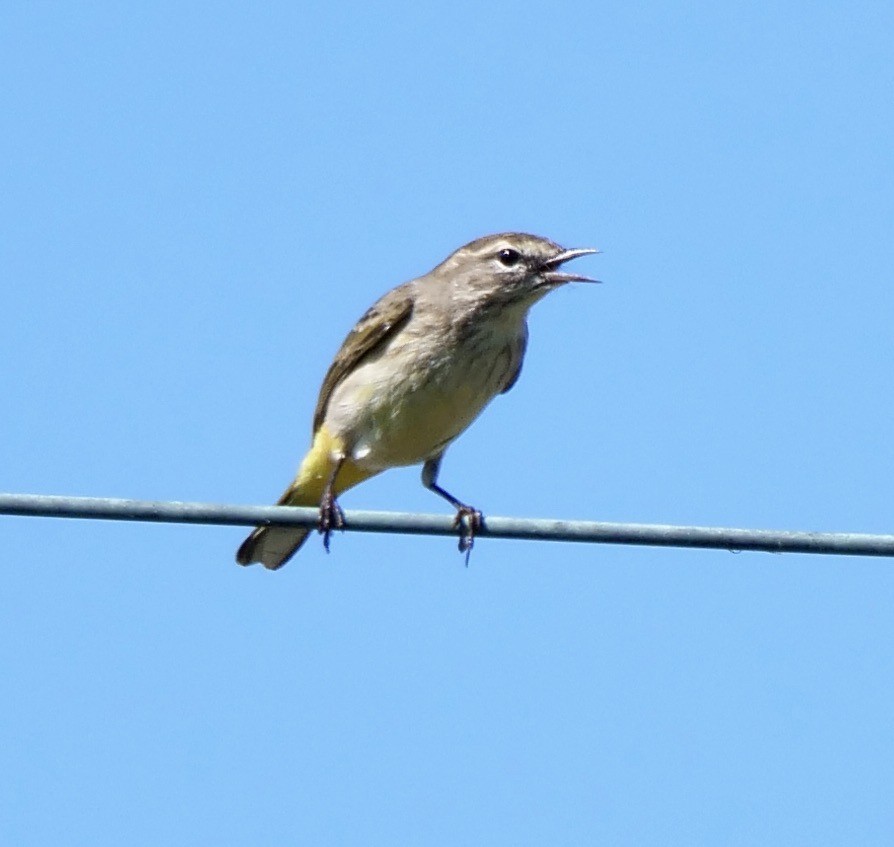 Palm Warbler - ML624899766