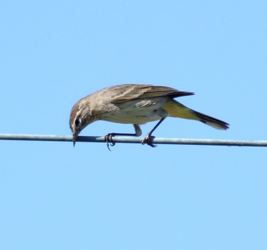 Palm Warbler - ML624899767