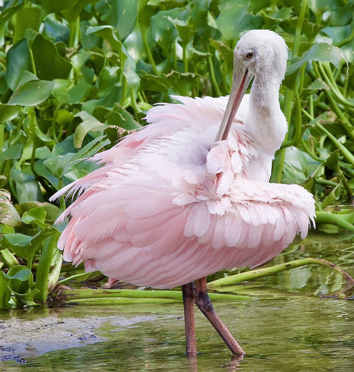 Roseate Spoonbill - ML624899778