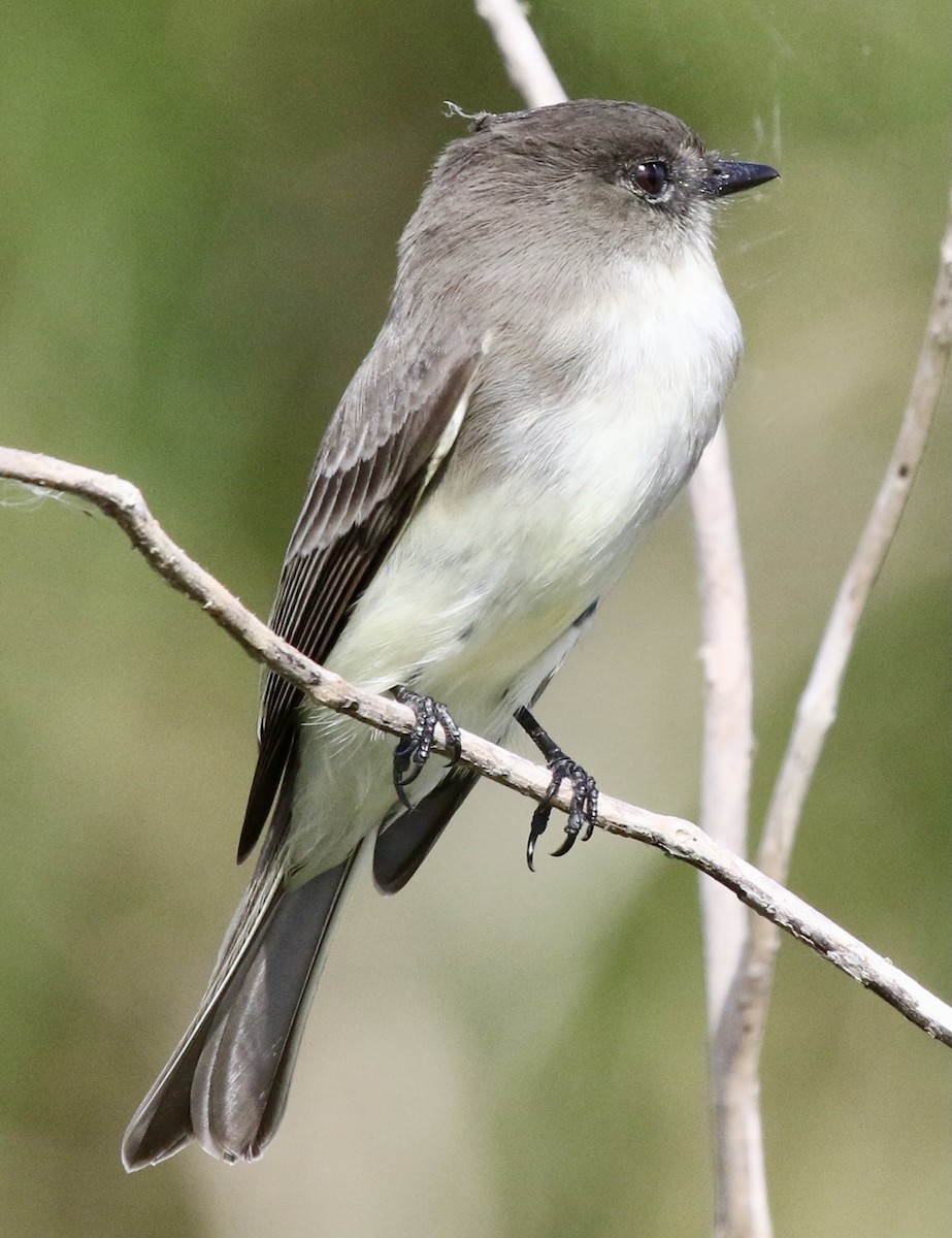 Eastern Phoebe - ML624899792