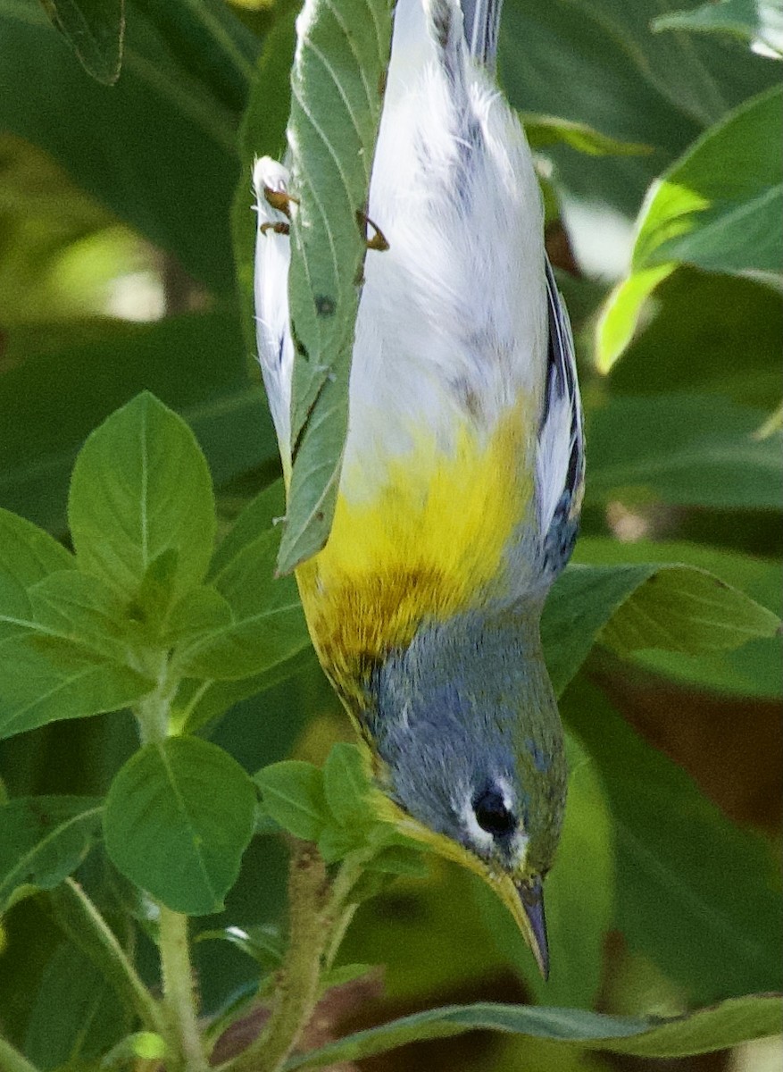 Northern Parula - ML624899813