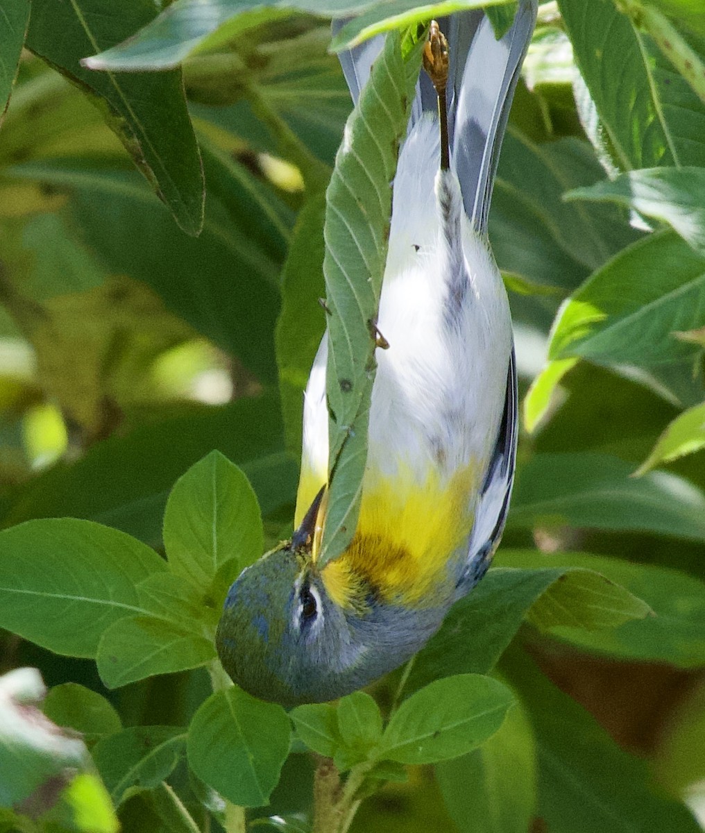 Northern Parula - Duane Zwick