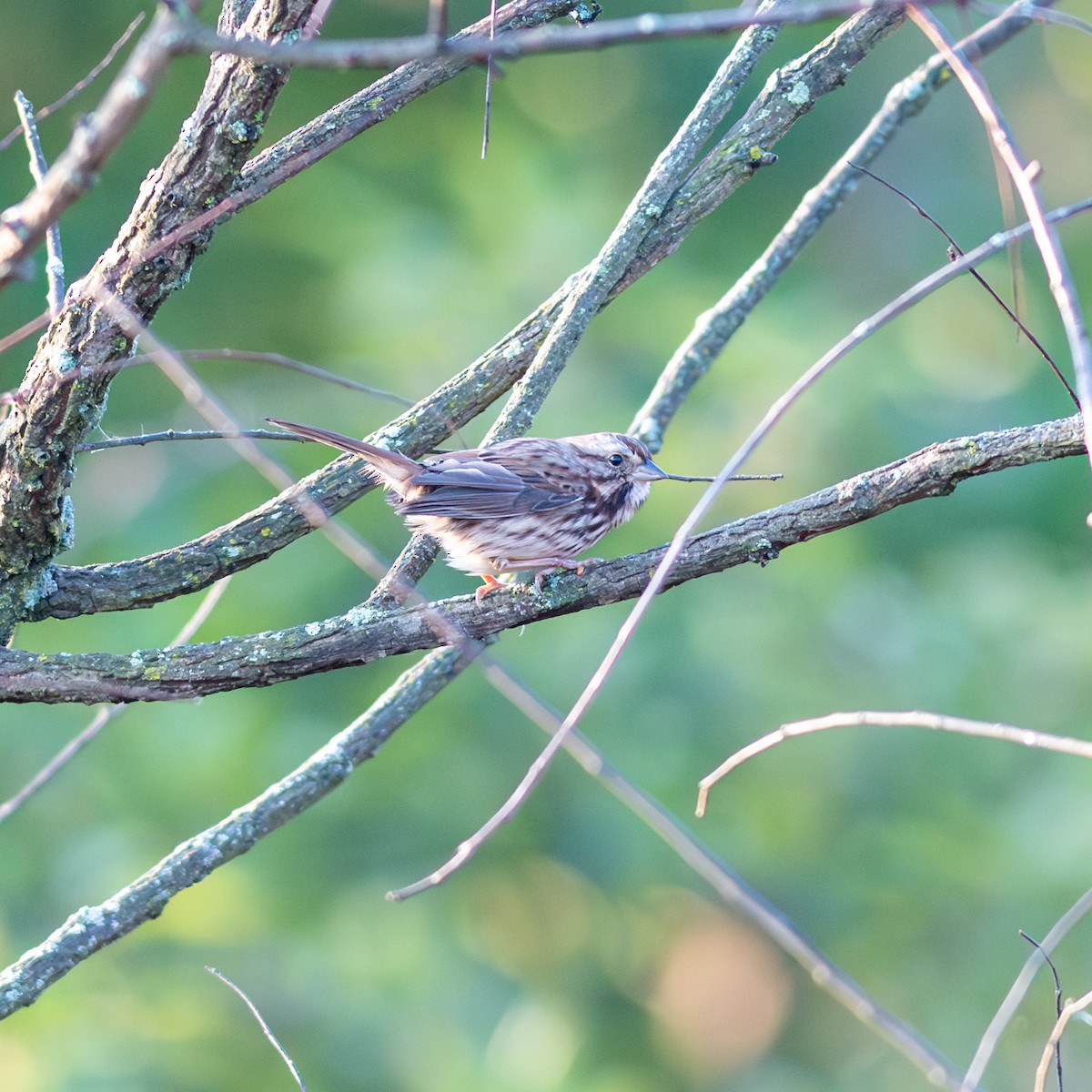 Song Sparrow - ML624899819