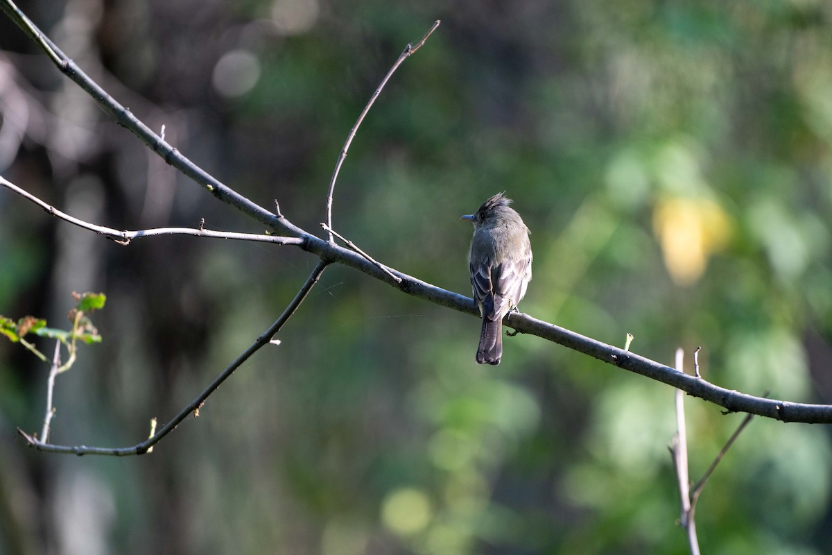 Greater Pewee - ML624899923