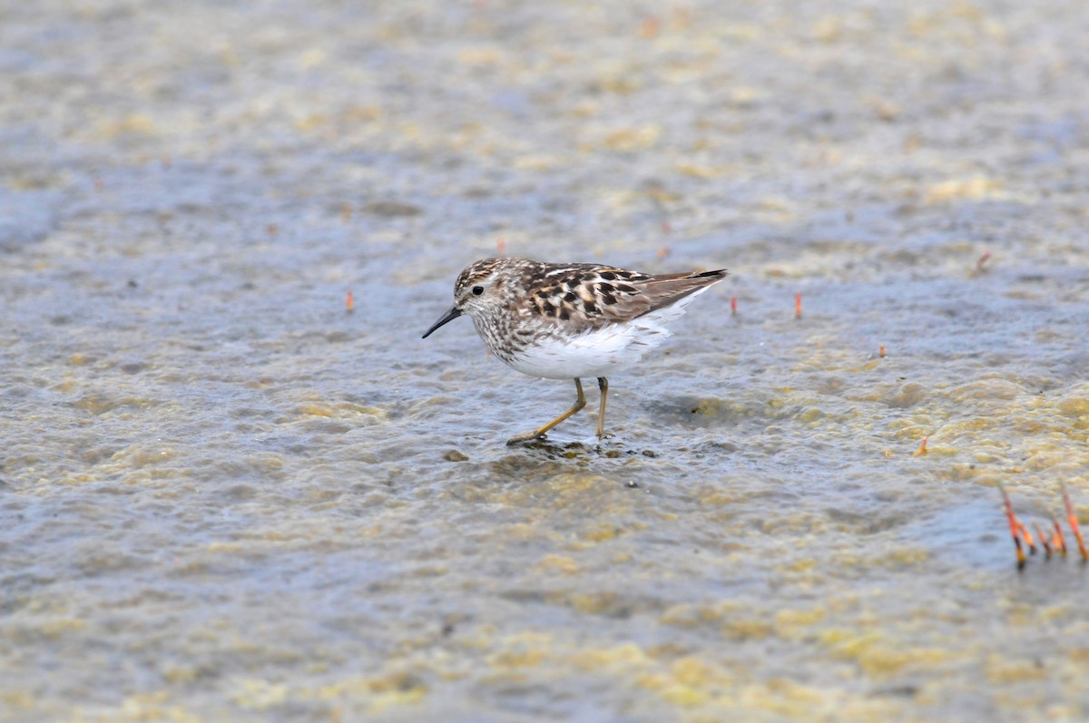 beringsnipe - ML624900103