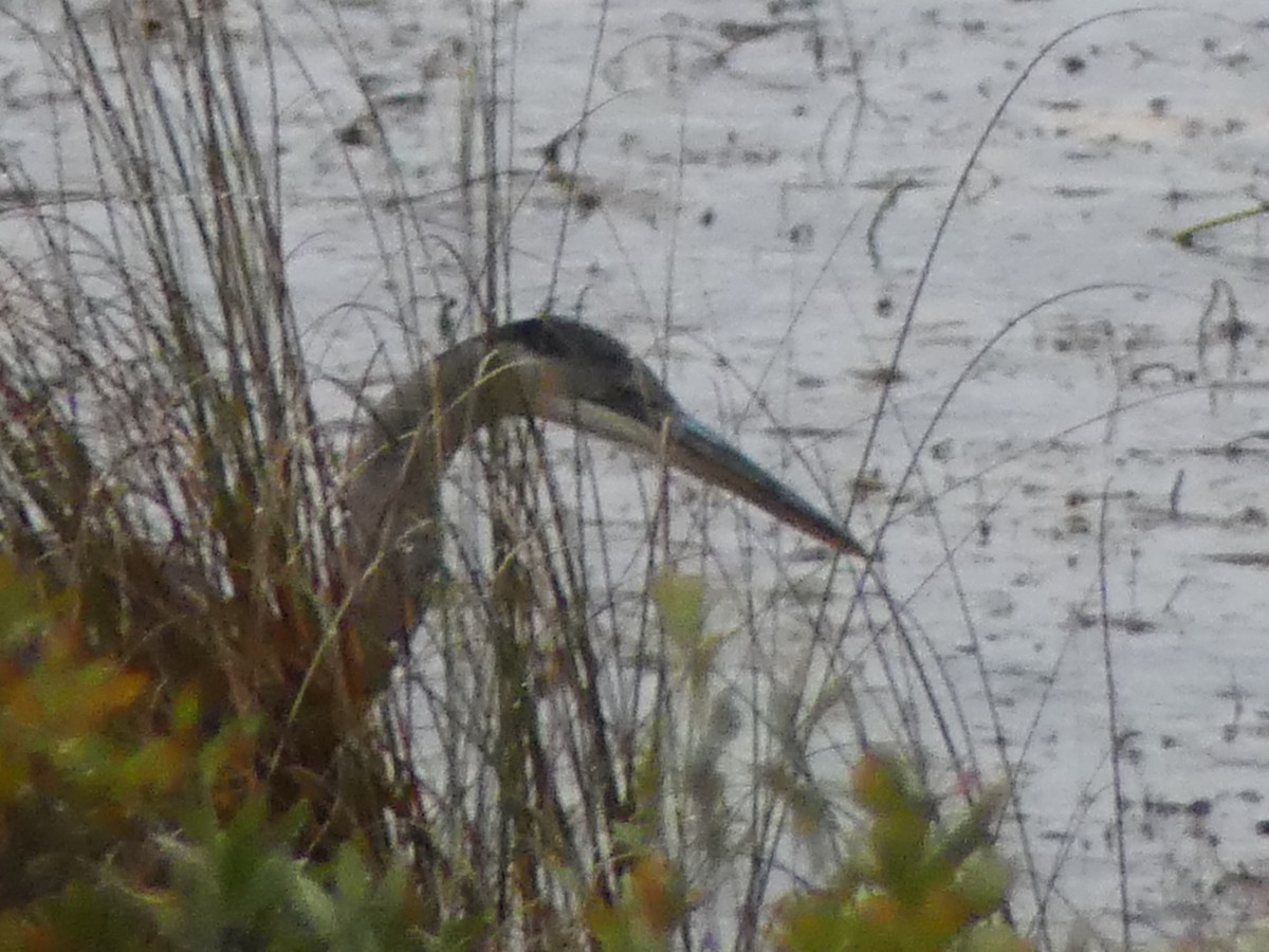Great Blue Heron - ML624900233