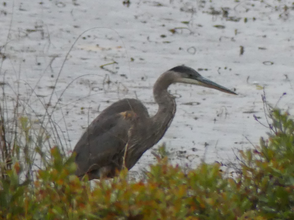 Great Blue Heron - ML624900234