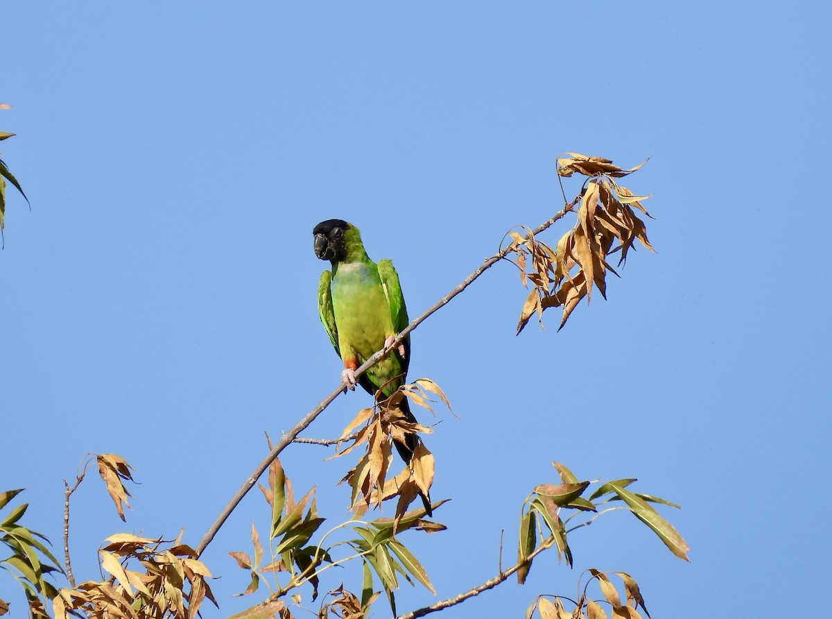 Conure nanday - ML624900252