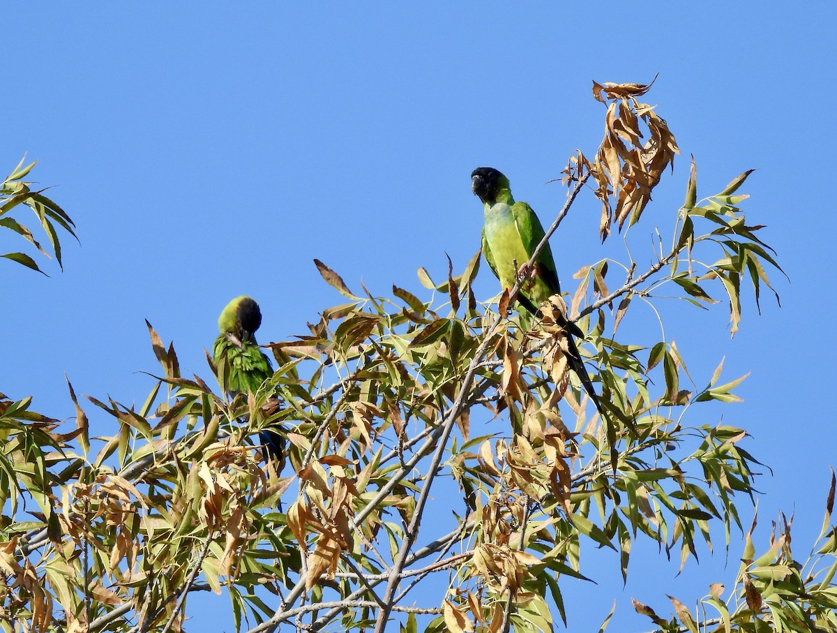 Conure nanday - ML624900267