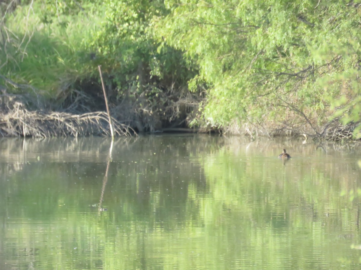 Mallard/Mottled Duck - Dell Little