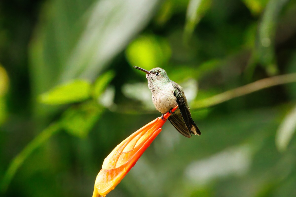 Colibri de Cuvier - ML624900418