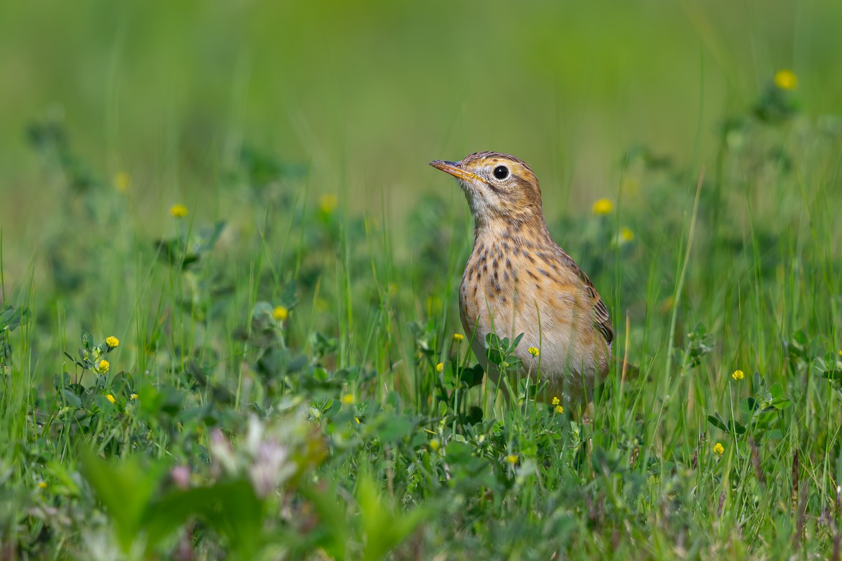 Richard's Pipit - ML624900504