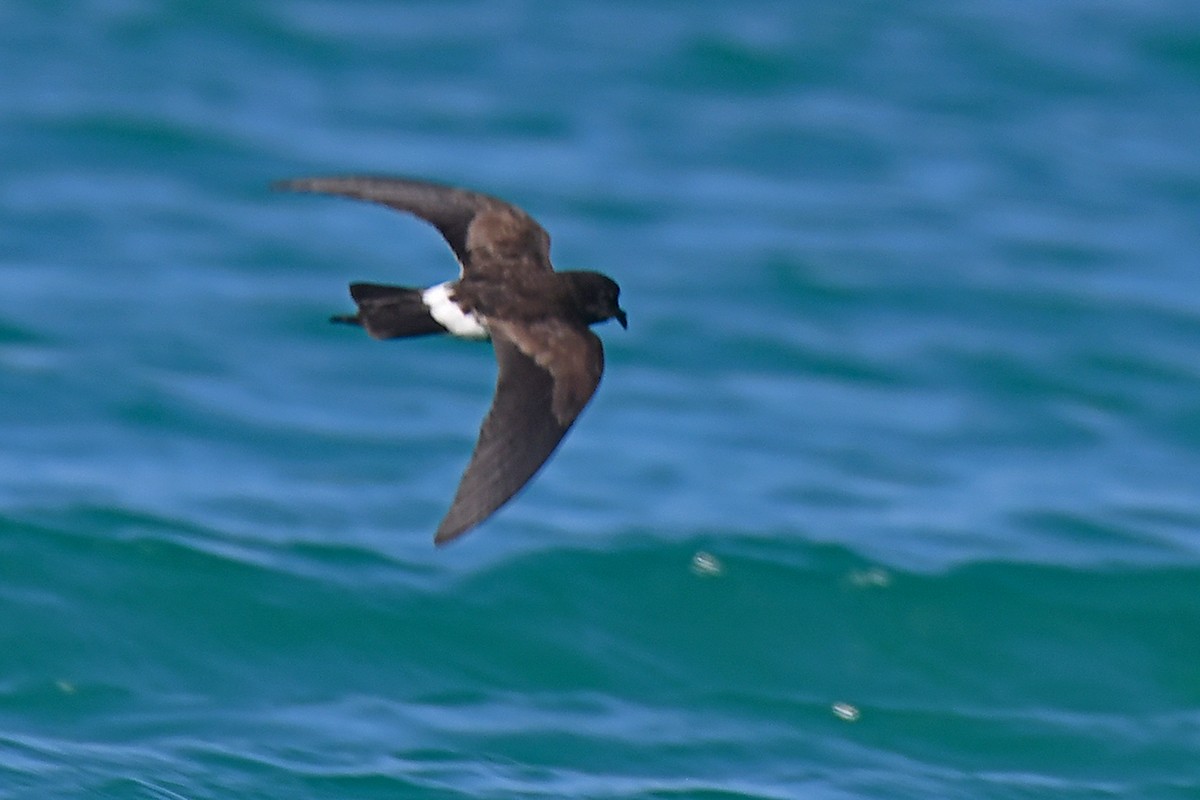 Elliot's Storm-Petrel - ML624900570