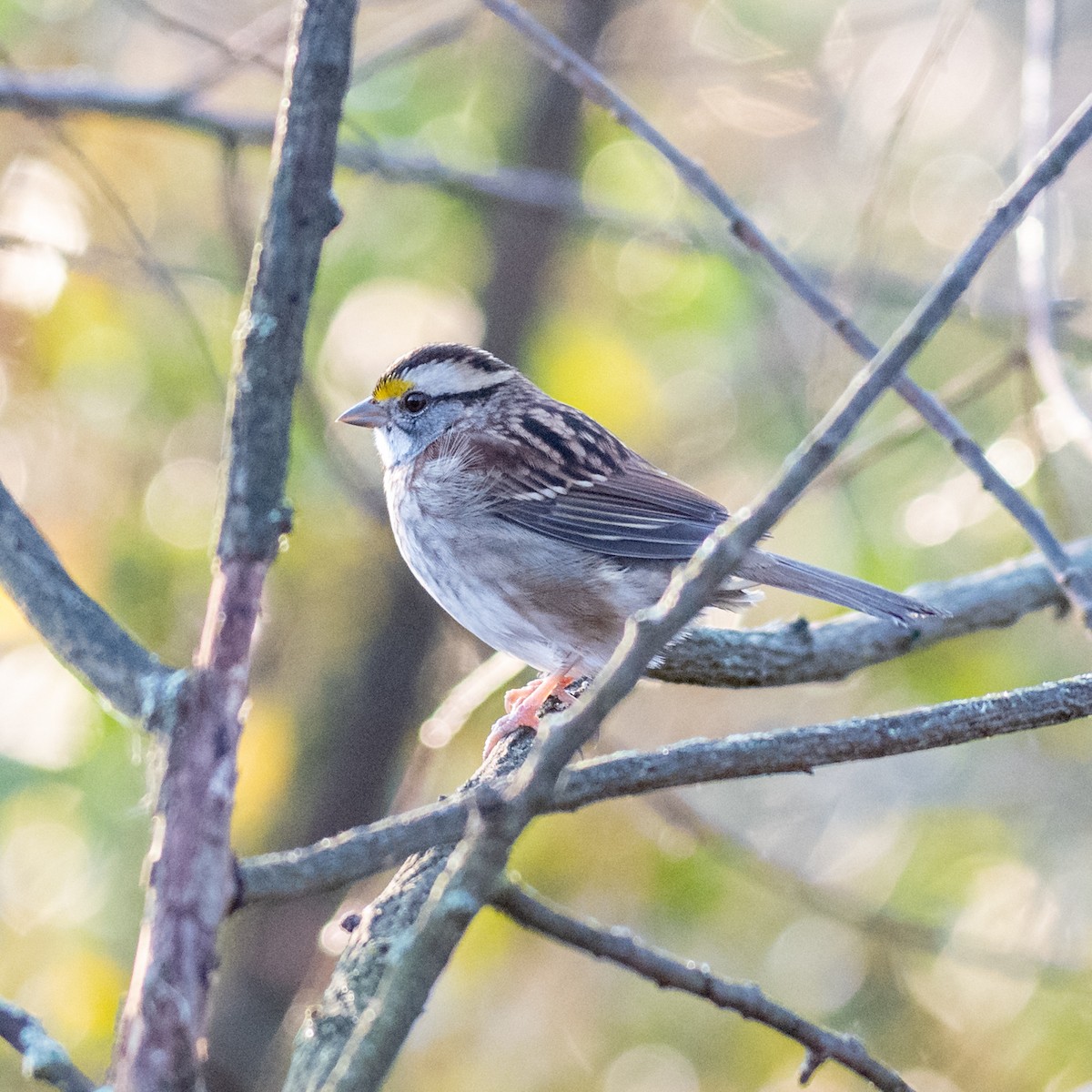 White-throated Sparrow - ML624900587