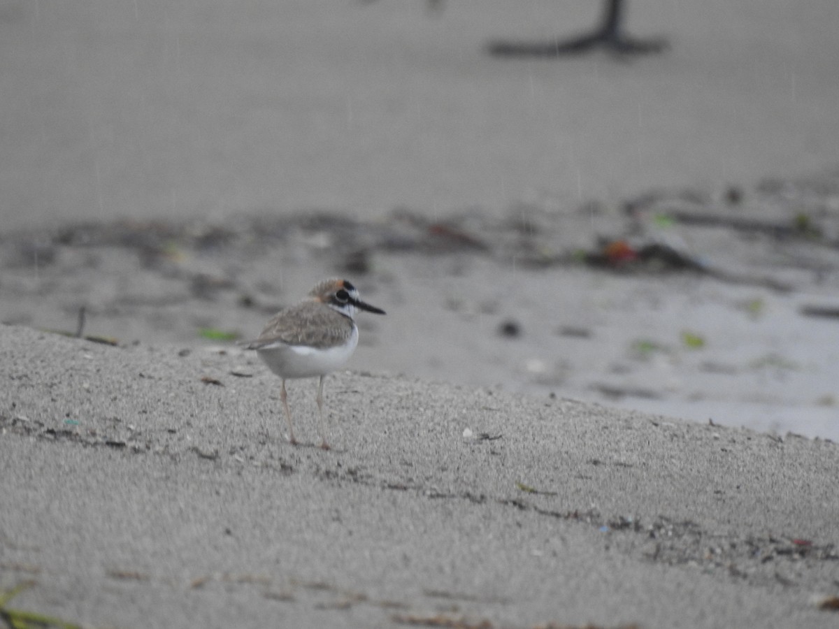 Collared Plover - ML624900633