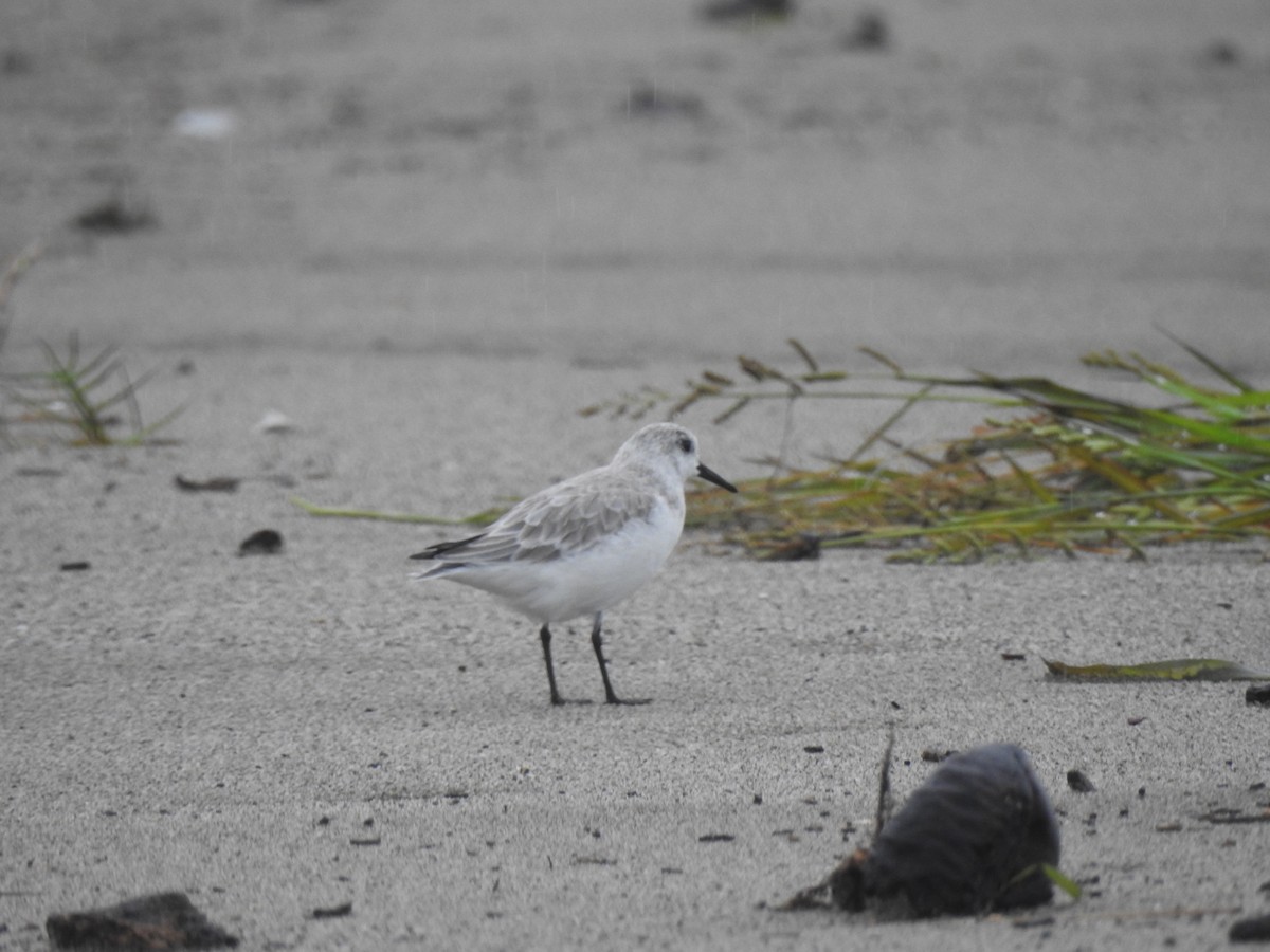 Sanderling - ML624900748