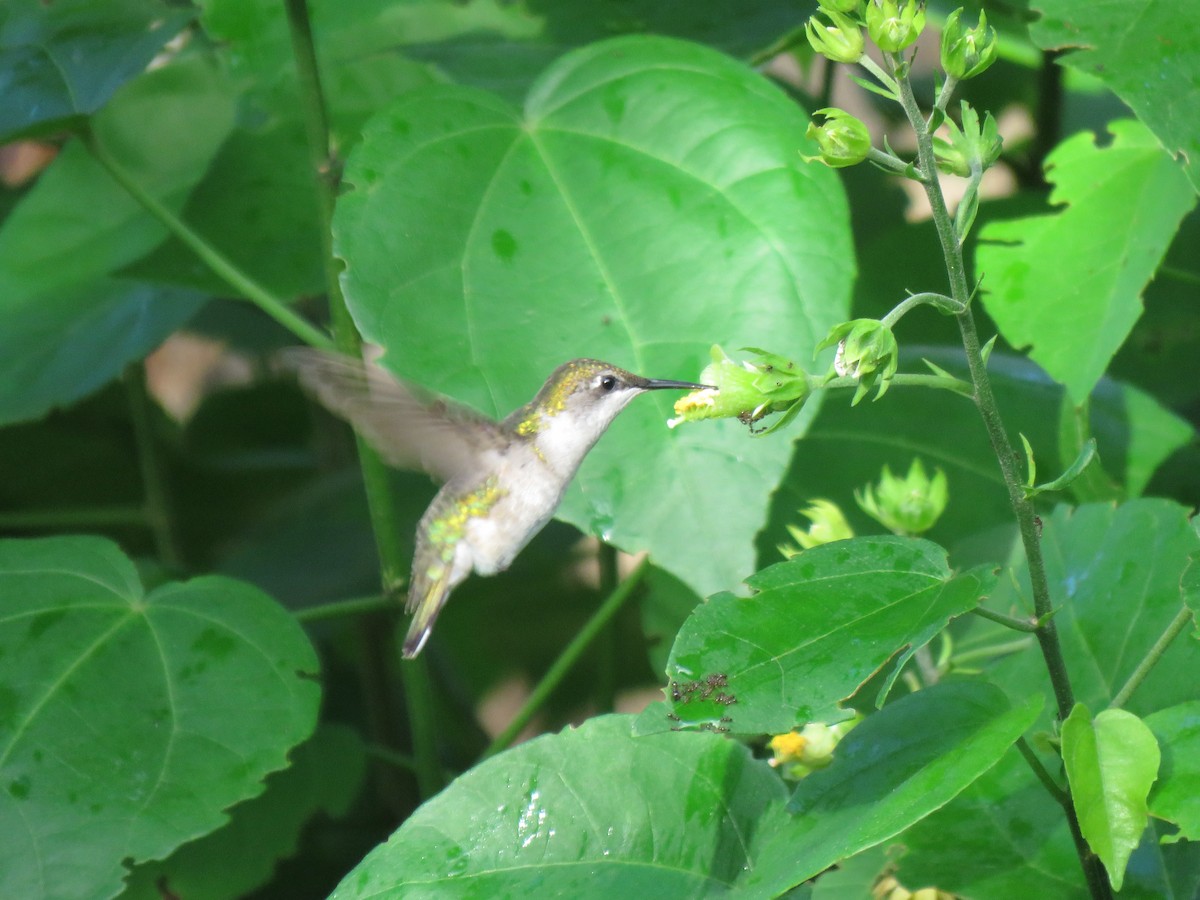 Colibrí Gorjirrubí - ML624900756