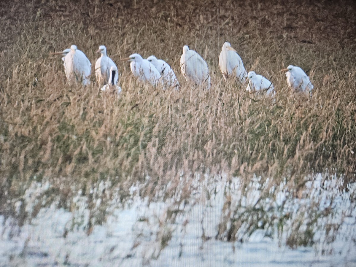 Eurasian Spoonbill - ML624900848