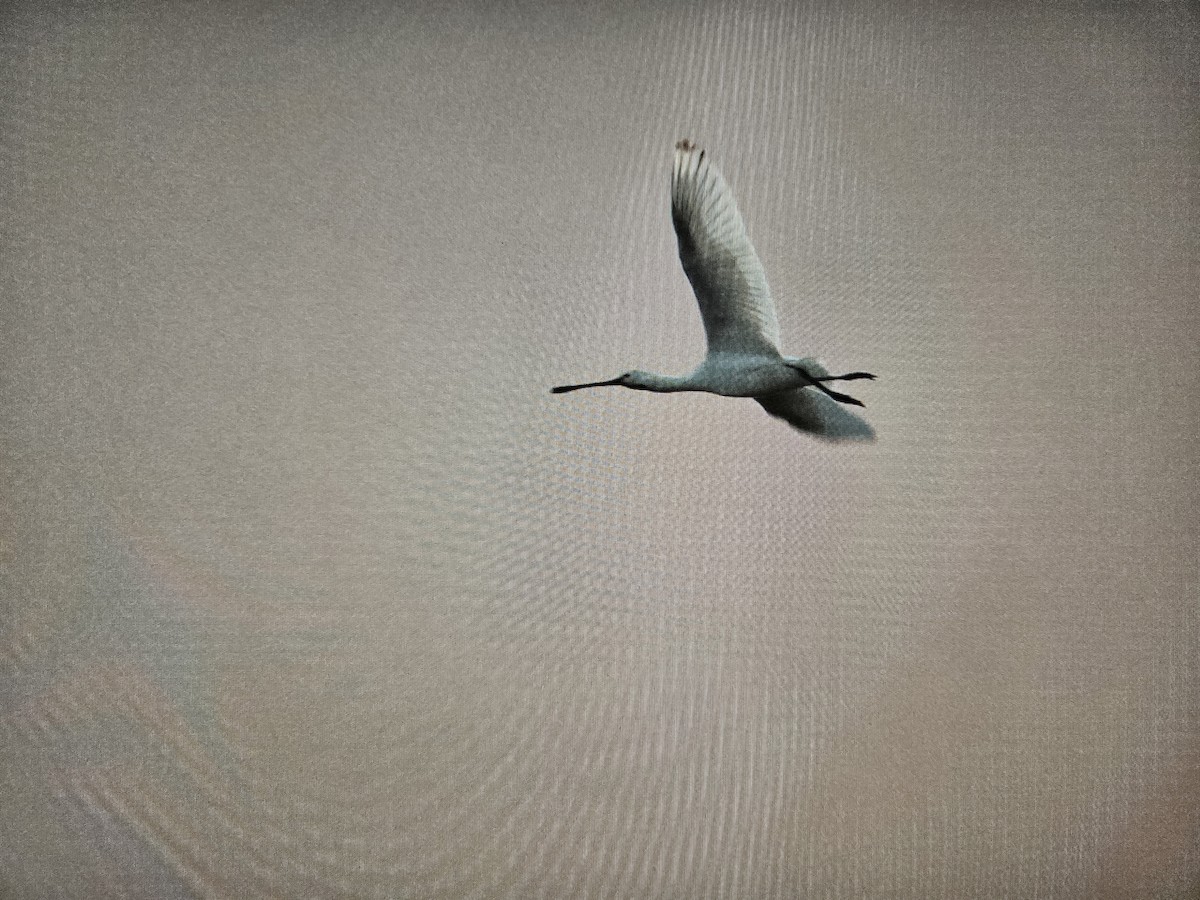 Eurasian Spoonbill - ML624900849