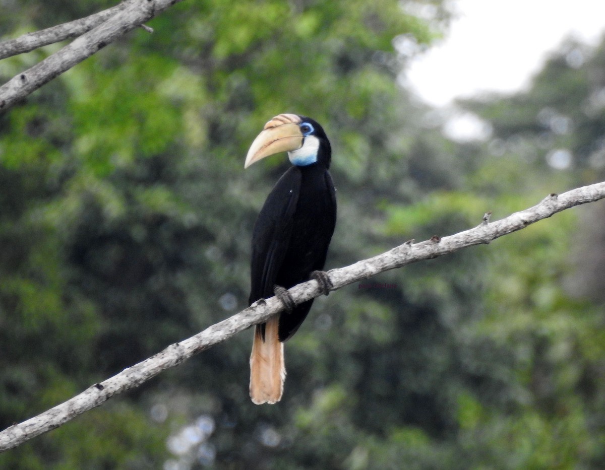 Blyth's Hornbill - ML624900958