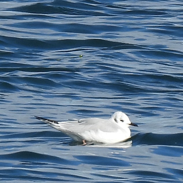 Bonaparte's Gull - ML624900978