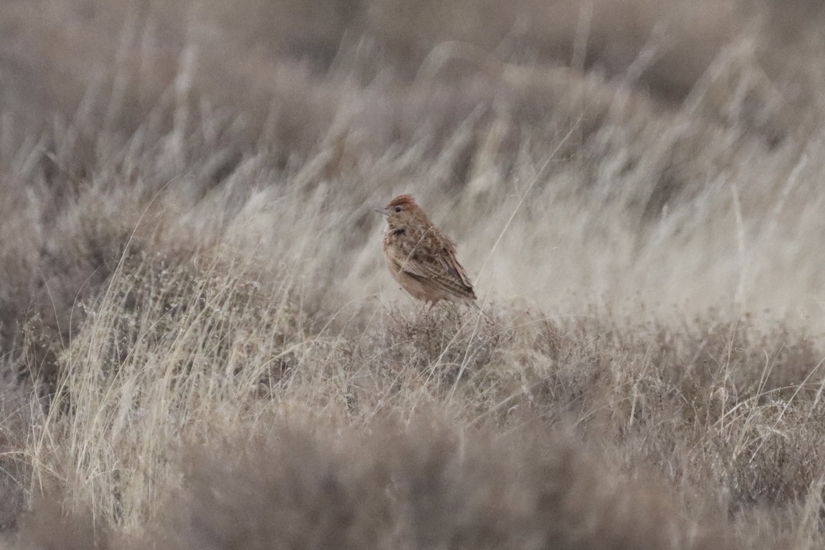 Eastern Clapper Lark - ML624901002