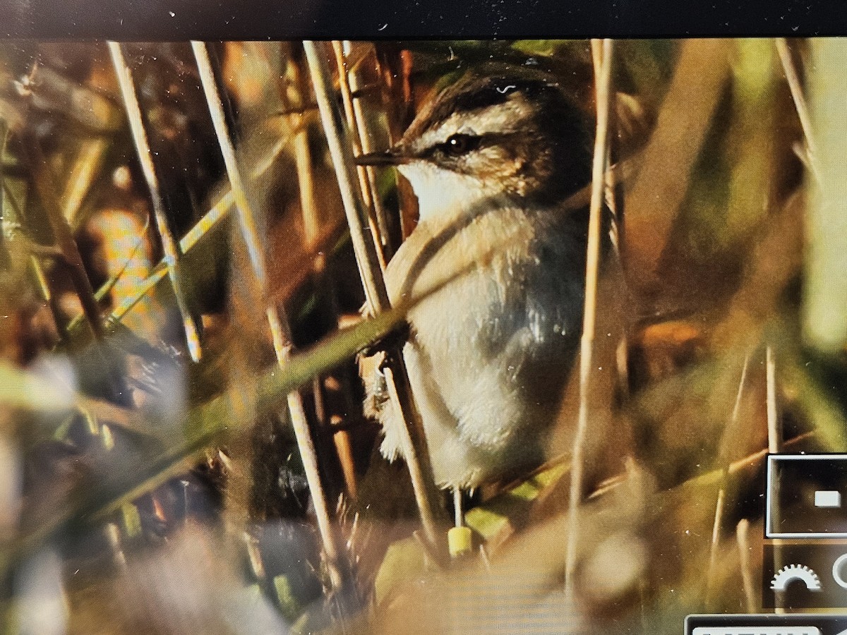 Moustached Warbler - ML624901087