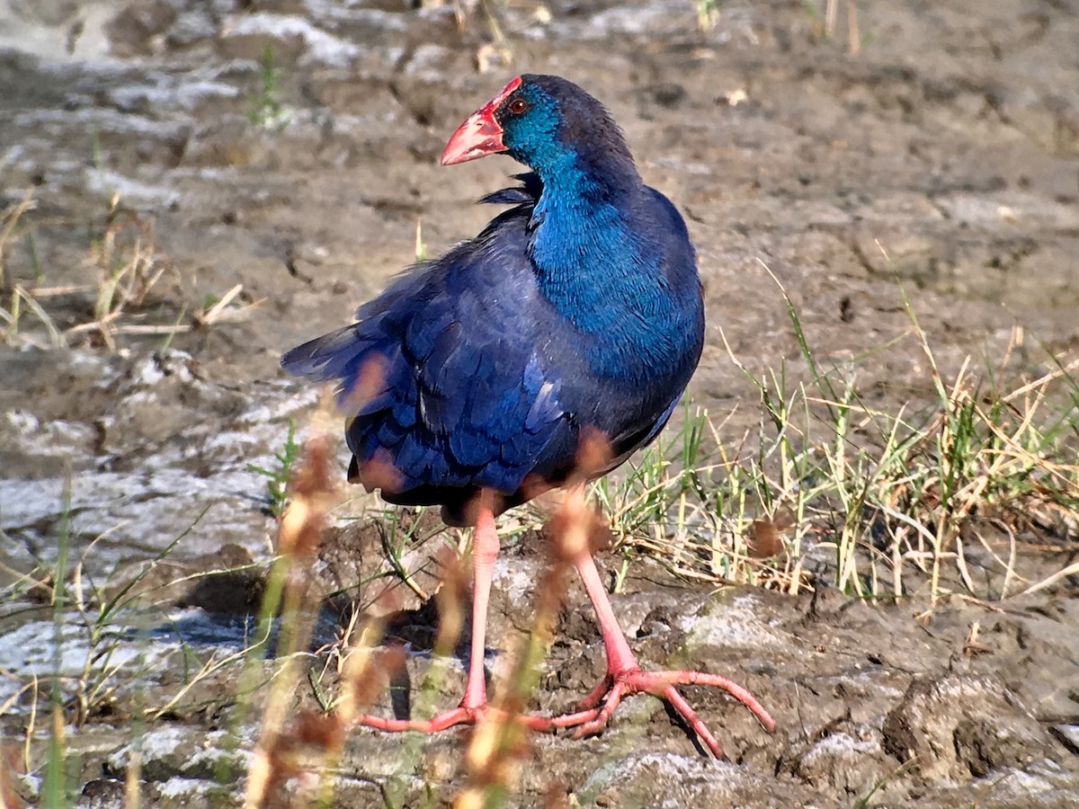 Western Swamphen - ML62490111