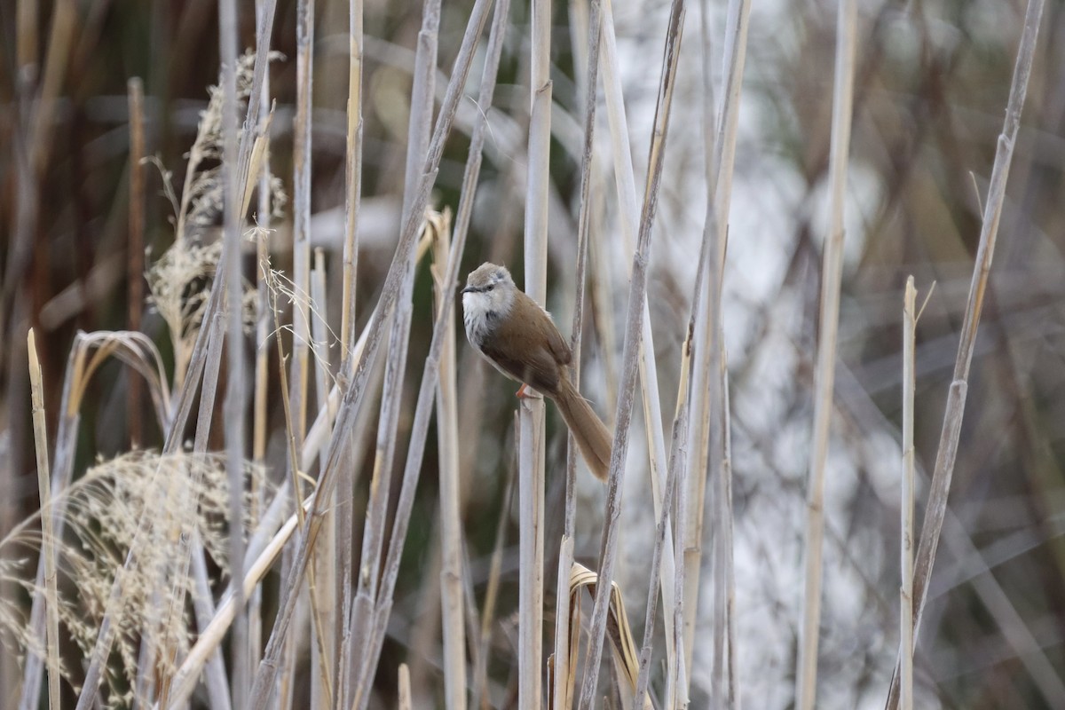 Namaqua Warbler - ML624901110