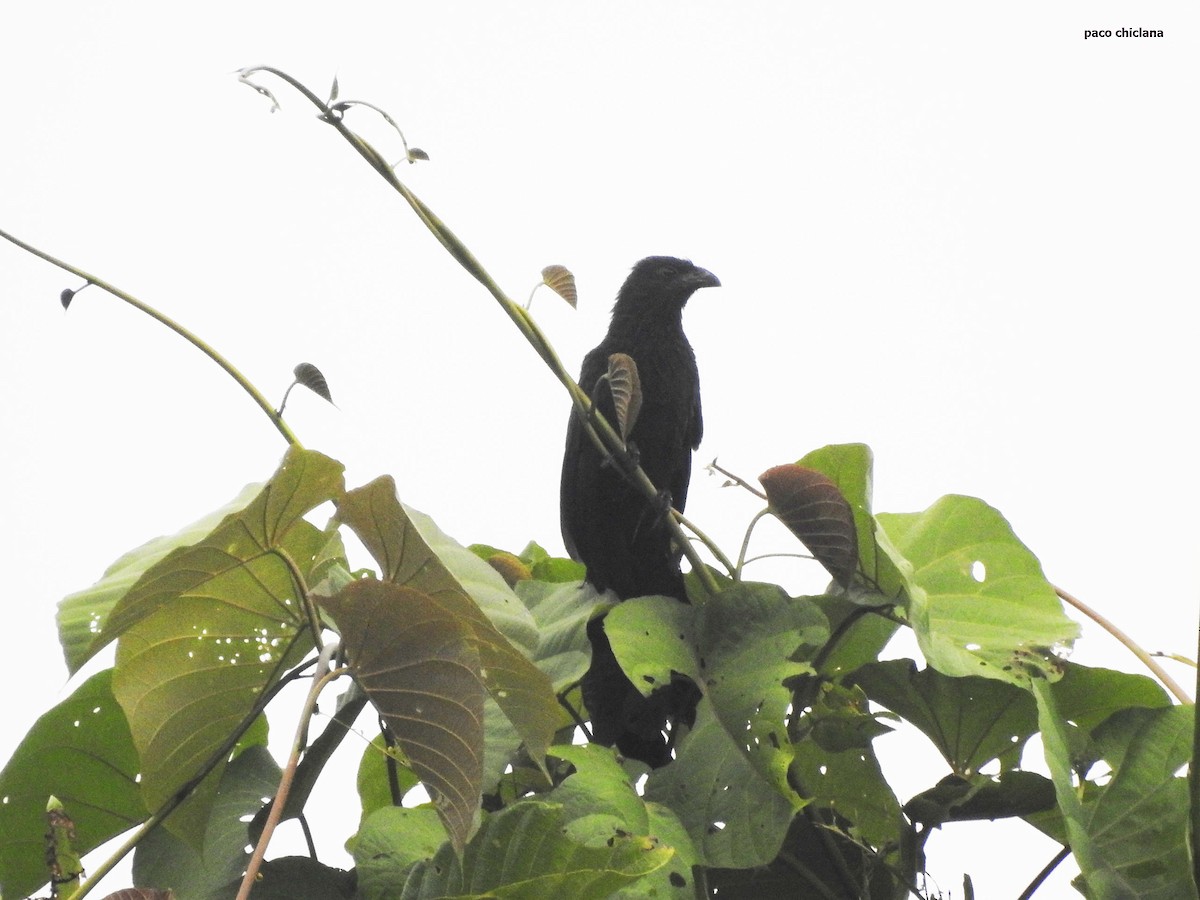 Lesser Black Coucal - ML624901179