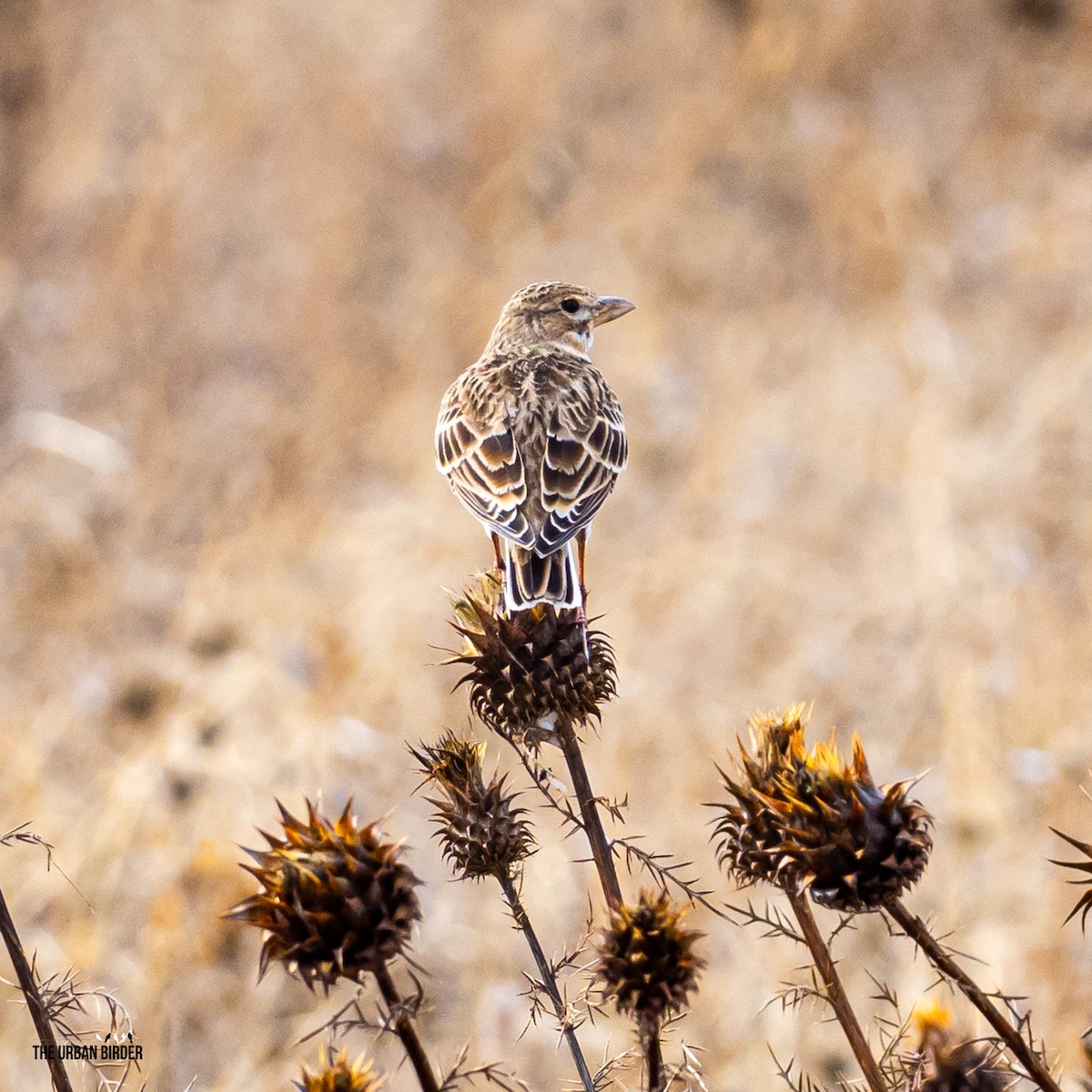 Calandra Lark - The Urban Birder