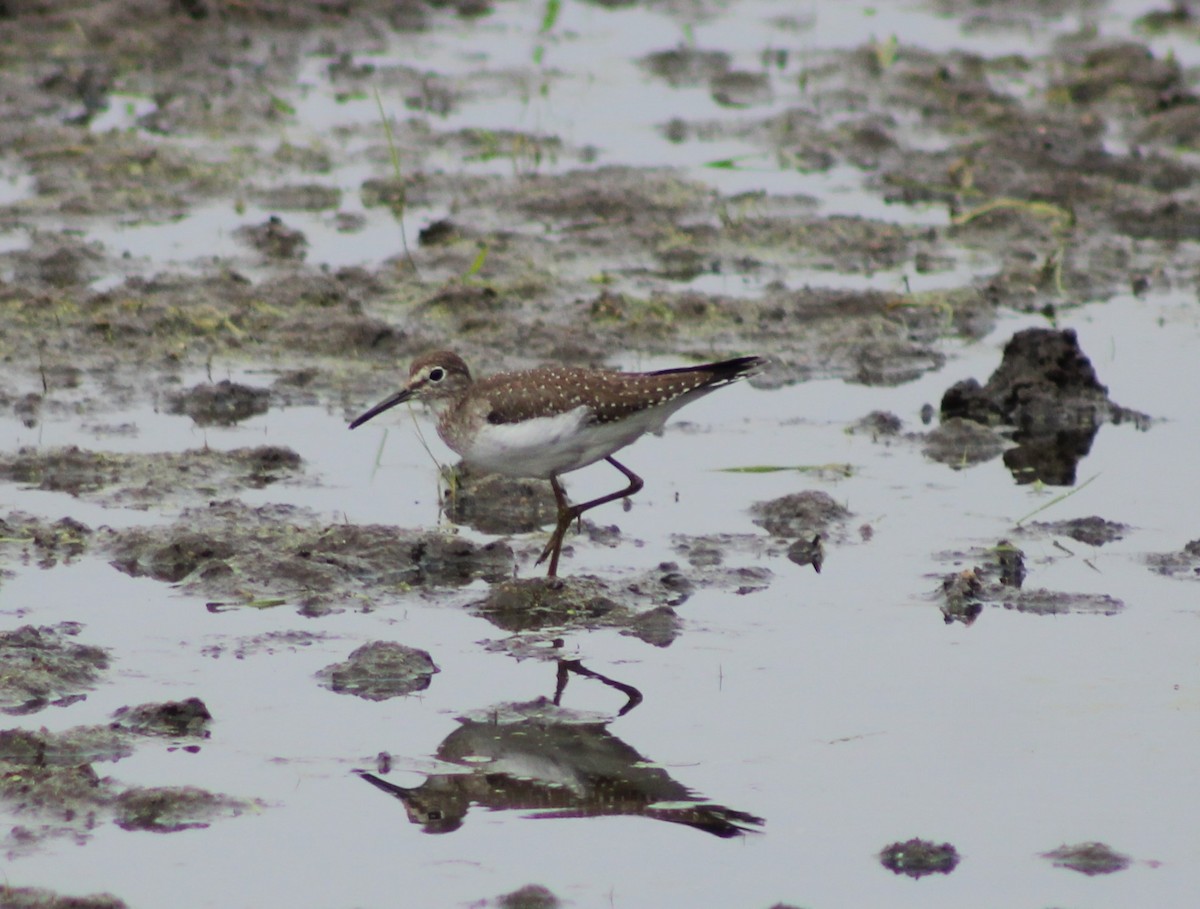 Solitary Sandpiper - ML624901301