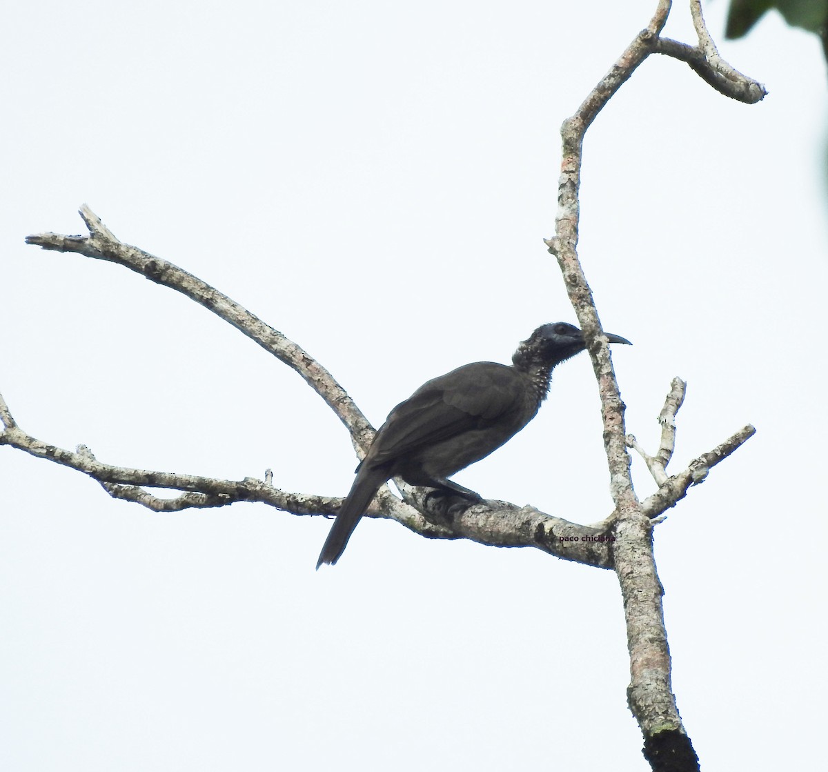 Helmeted Friarbird - ML624901314