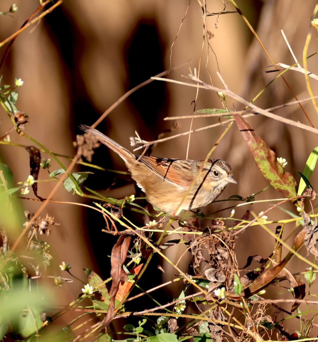 Swamp Sparrow - ML624901322