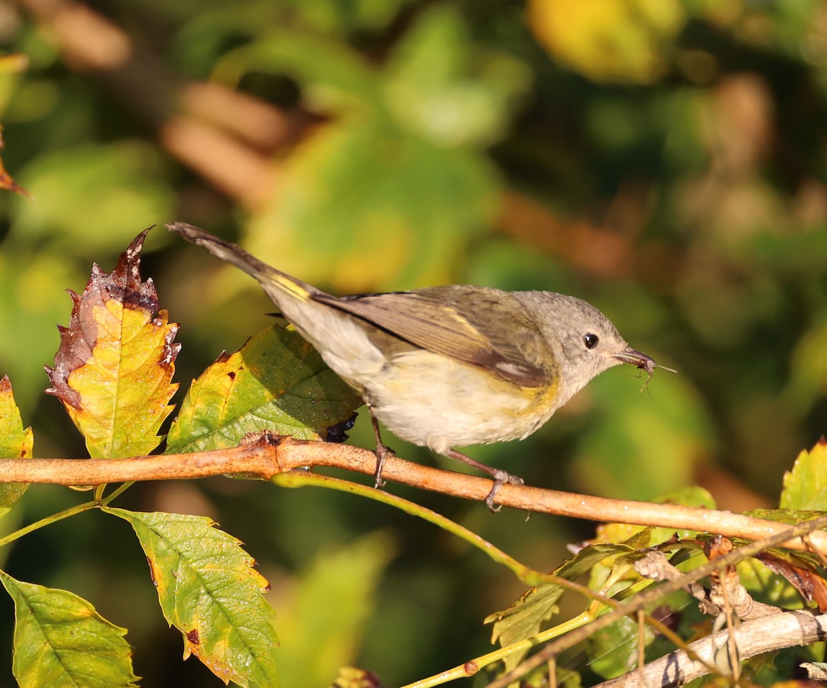 American Redstart - ML624901342