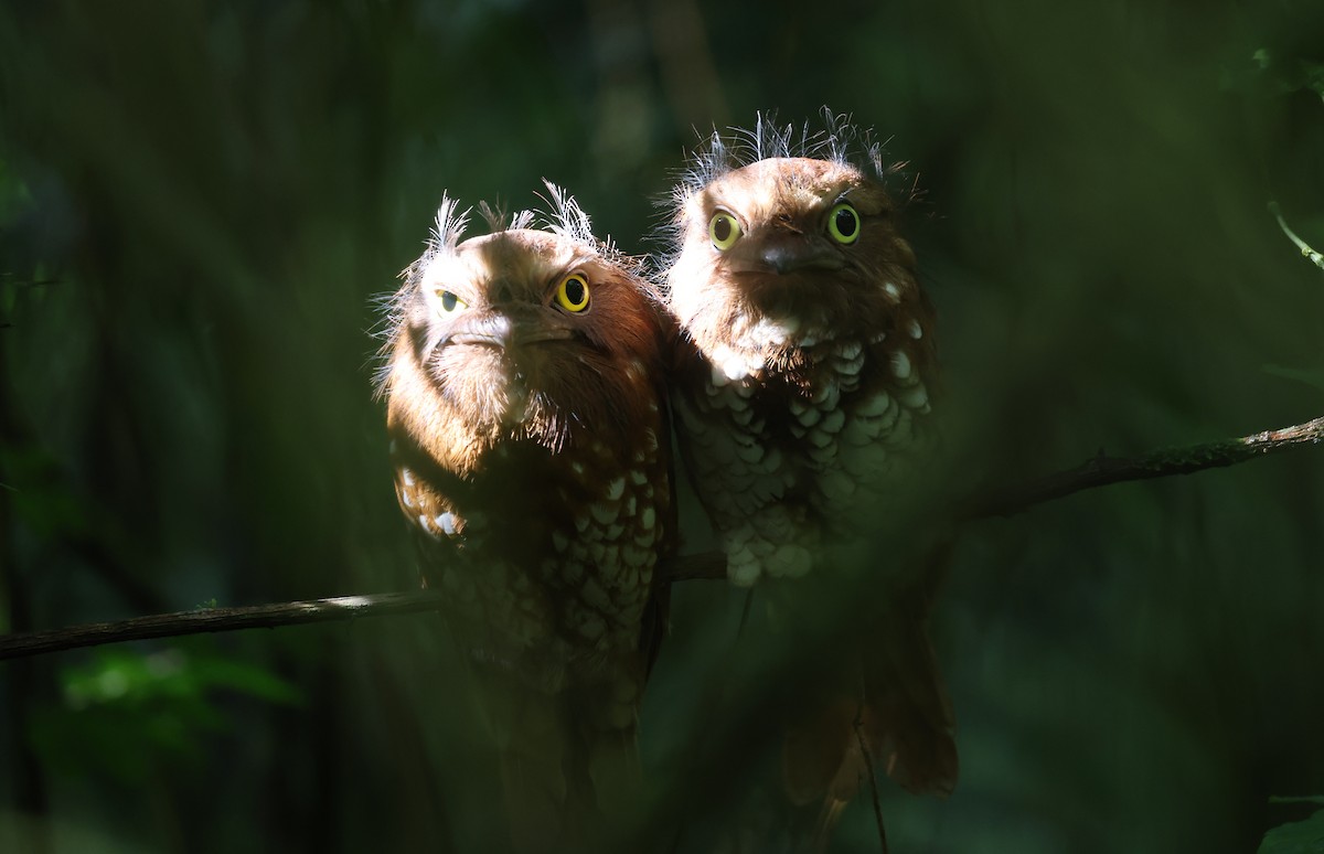 Sumatran Frogmouth - ML624901369