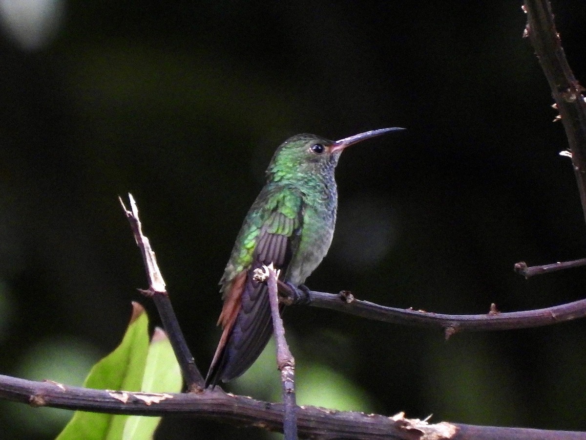 Rufous-tailed Hummingbird - ML624901372