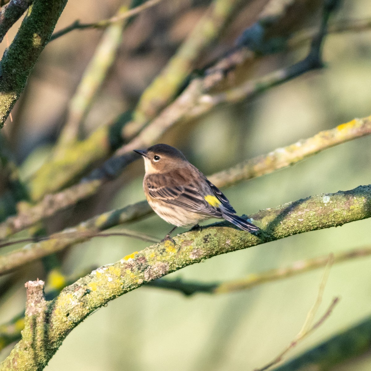 Yellow-rumped Warbler - ML624901400