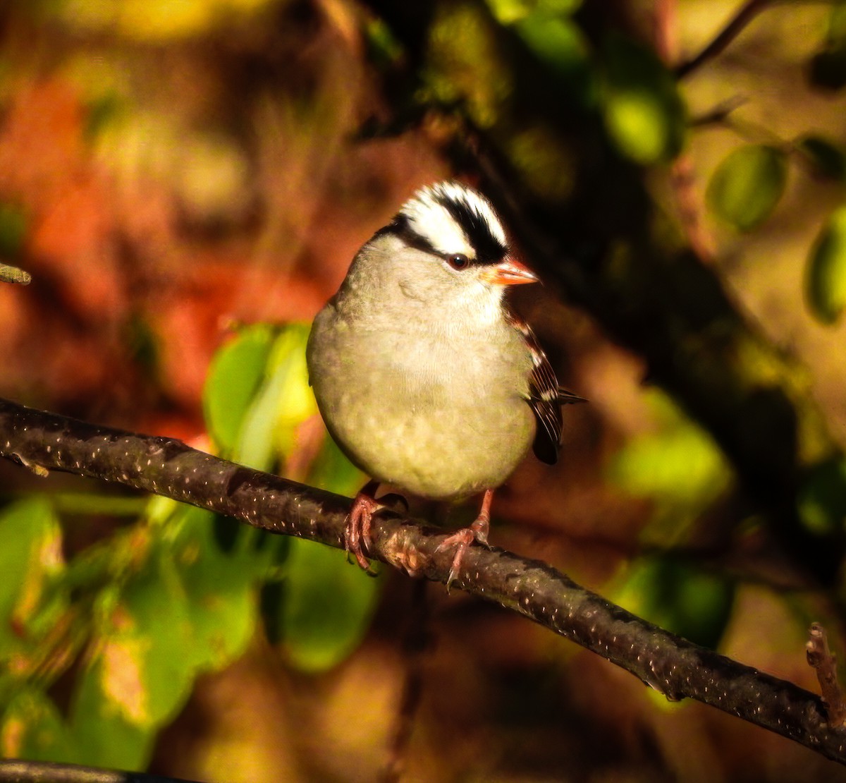 White-crowned Sparrow - ML624901402