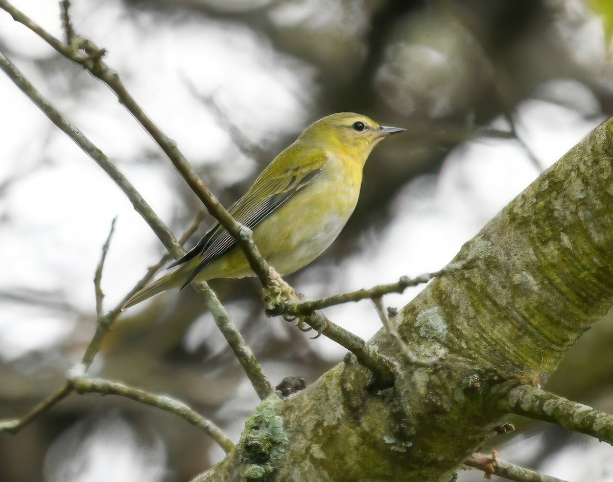 Tennessee Warbler - ML624901415