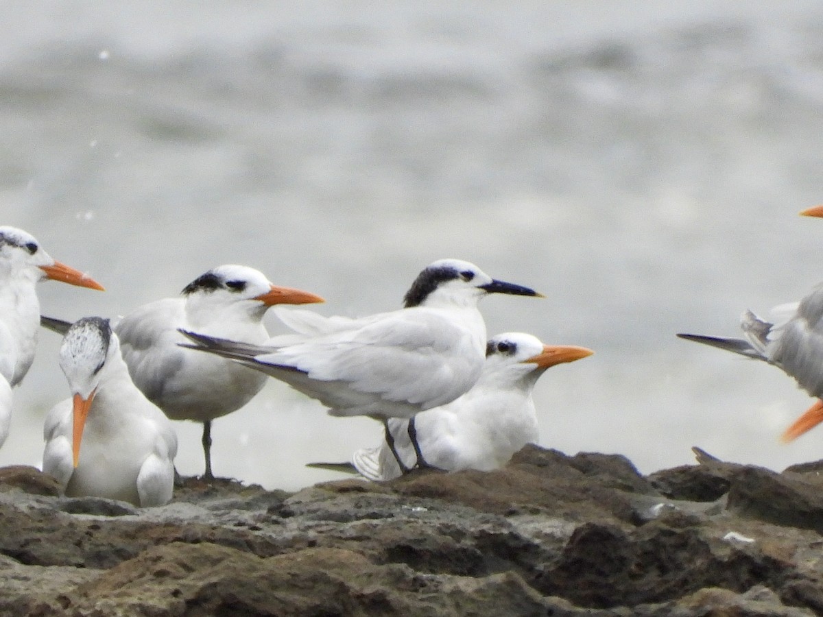 Sandwich Tern - ML624901466