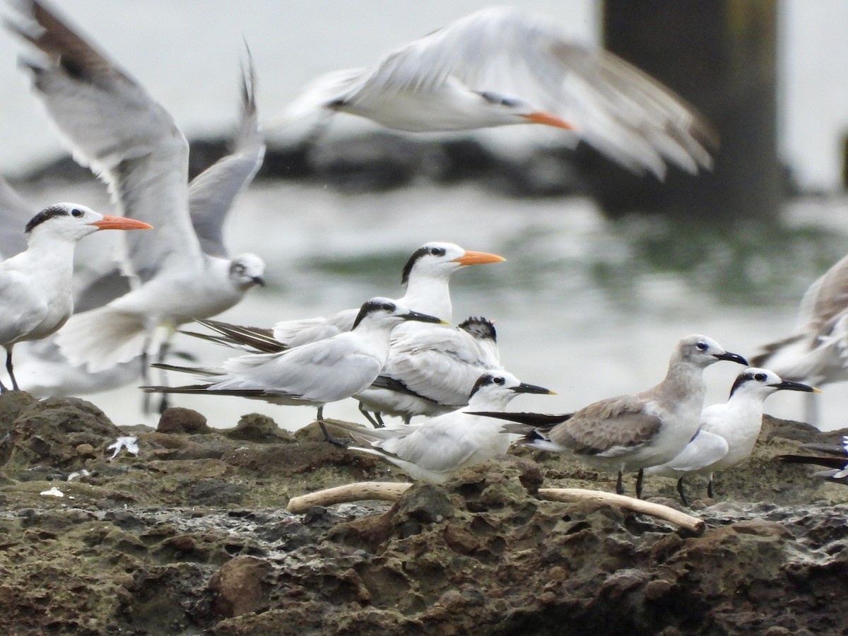 Sandwich Tern - ML624901467