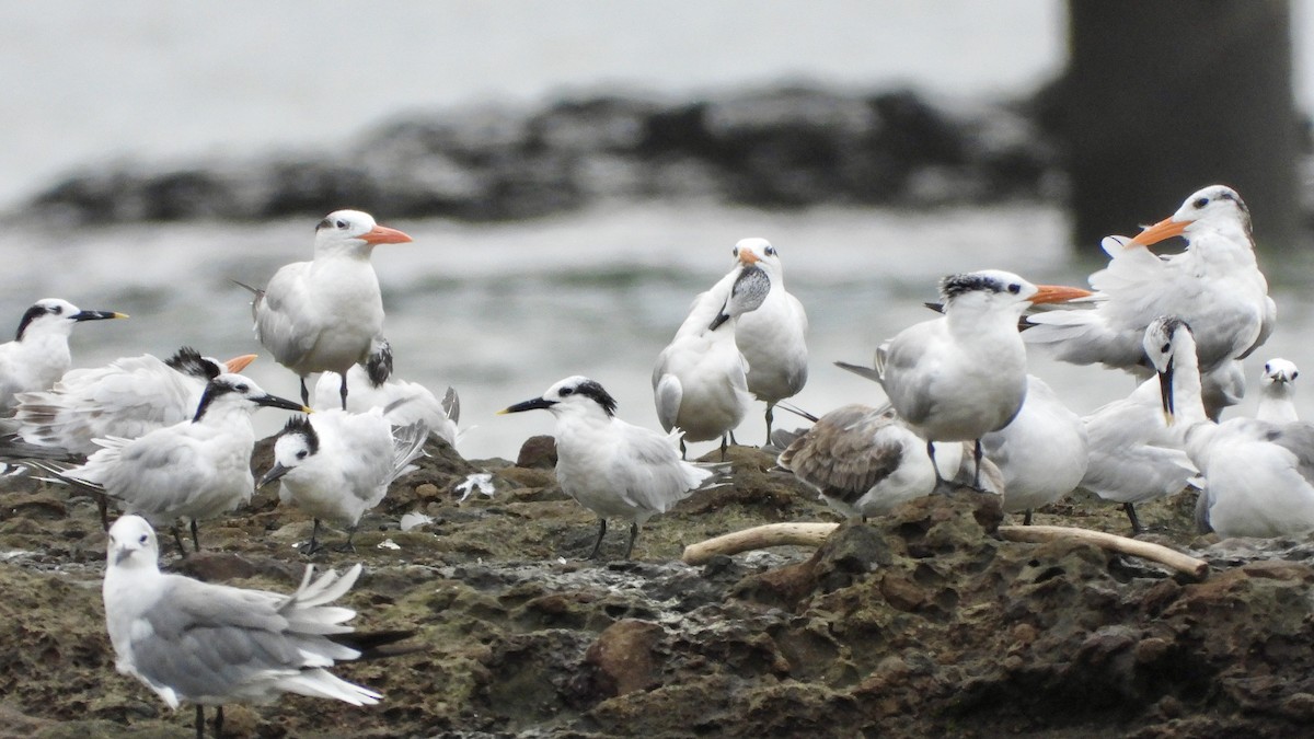 Sandwich Tern - ML624901468