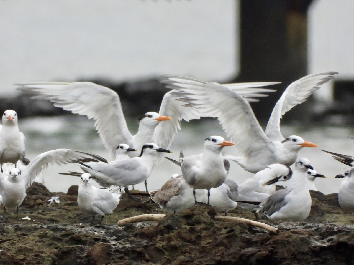 Royal Tern - ML624901509