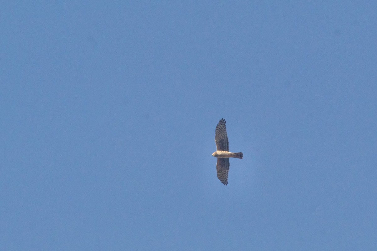 Northern Harrier - ML624901550